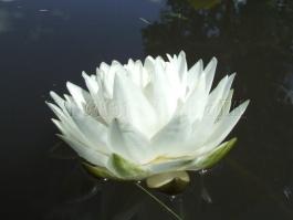 Nymphaea Gonnere
